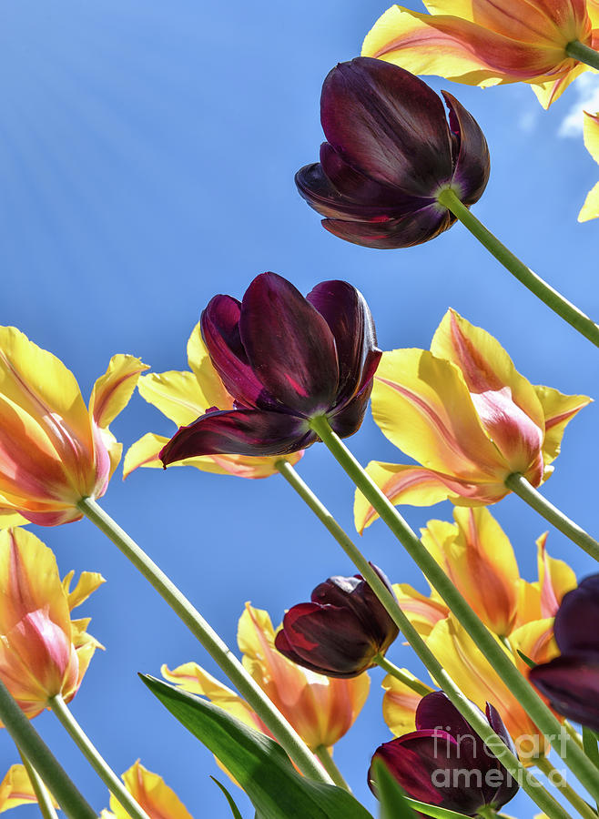 Tulips Reaching for Heaven by Norman Gabitzsch Tulips Reaching for Heaven by Norman Gabitzsch