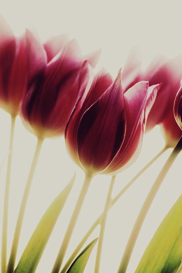 Flower Photograph - Tulips by Rosalinde Philippin-lipscomb