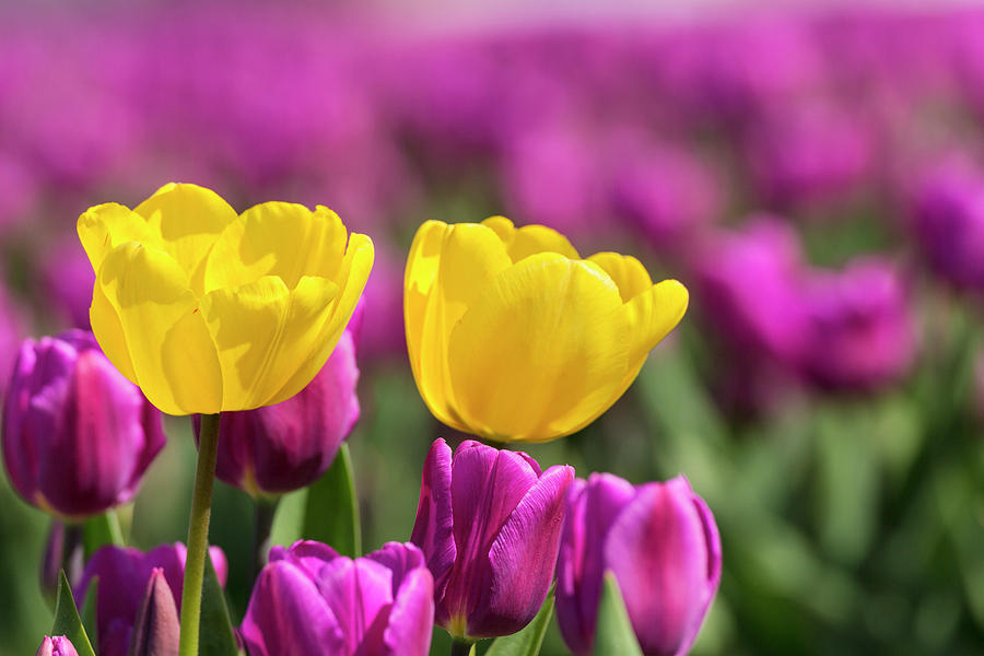 Tulips, Skagit Valley Tulip Festival Photograph by Adam Jones Fine