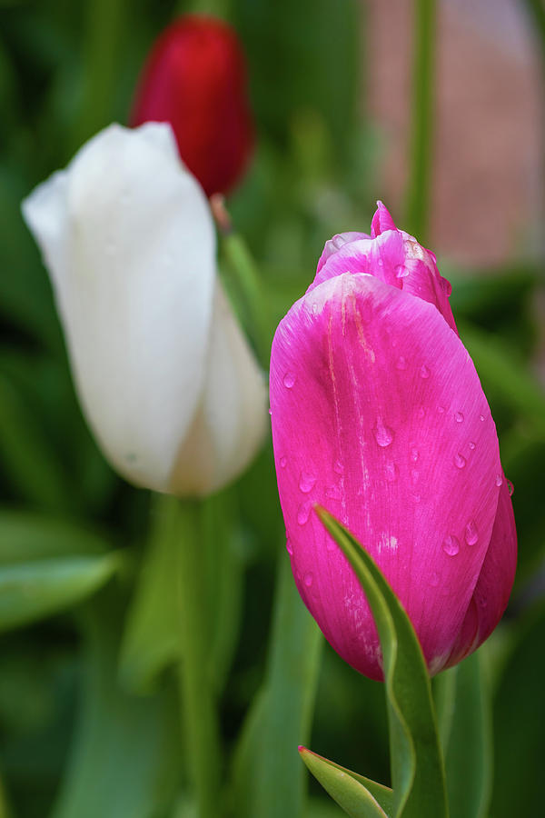 Tulips soaking in the rain Photograph by Jack Clutter