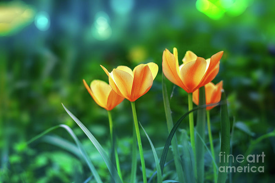 Tulips by Susan Warren Tulips by Susan Warren