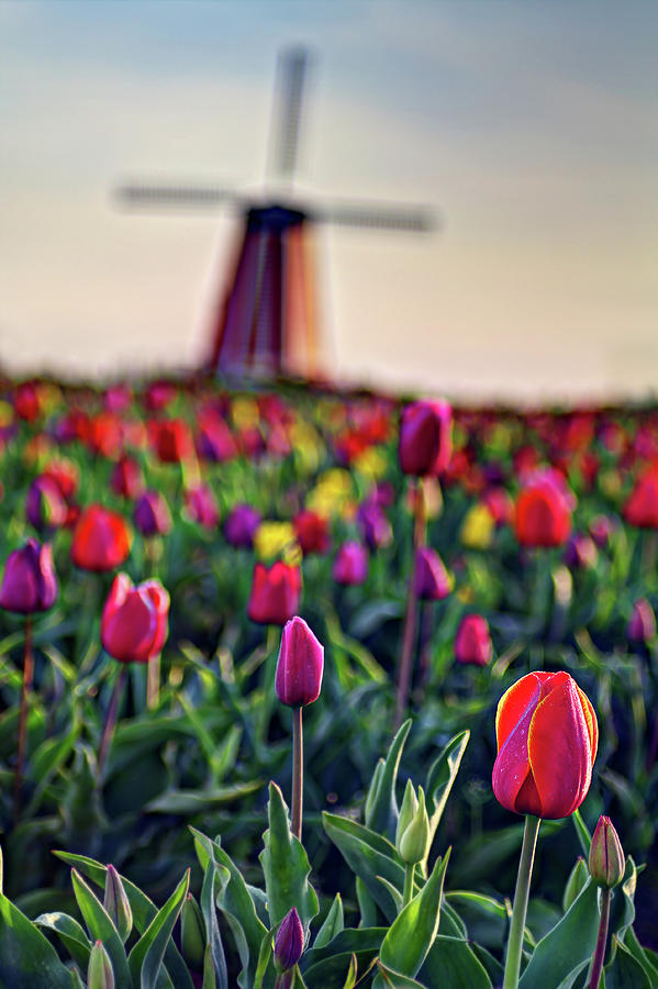 Tulips Time Photograph by David Wang Photography