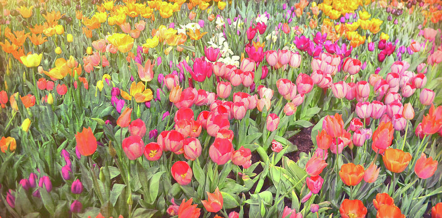 Flower Photograph - Tulips Tiptoe by JAMART Photography