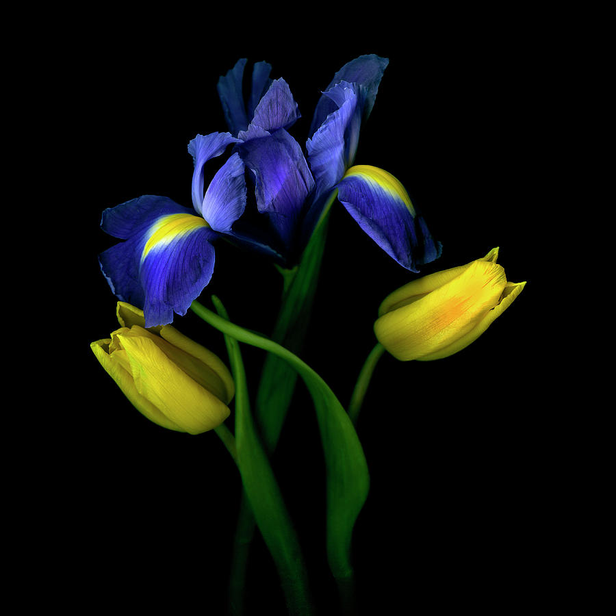 Tulips Tulipa With Irises Iris On Black Photograph by Magda Indigo Tulips Tulipa With Irises Iris On Black Photograph by Magda Indigo