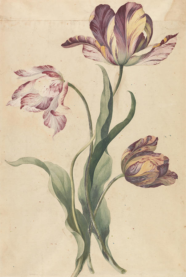 Tulips, Unknown Artist, Undated Drawing by Artokoloro Tulips, Unknown Artist, Undated Drawing by Artokoloro