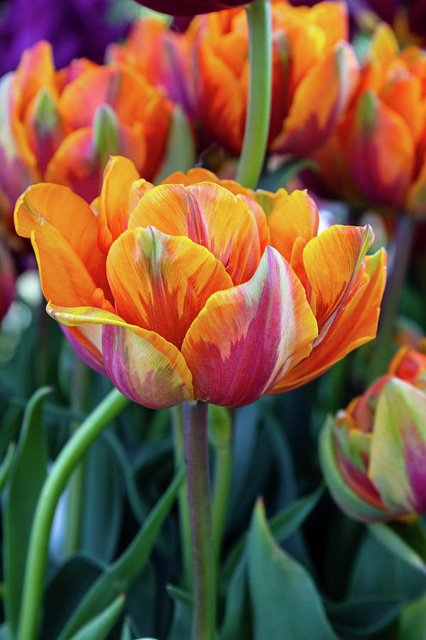 Tulips with Orange-Purple Petals Photograph by Aashish Vaidya
