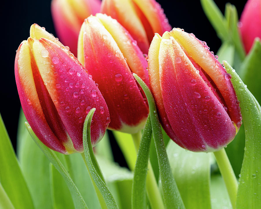 Tulips with Raindrops by John Rodrigues Tulips with Raindrops by John Rodrigues