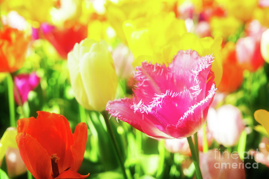 Fringed Tulips Photograph by Anastasy Yarmolovich