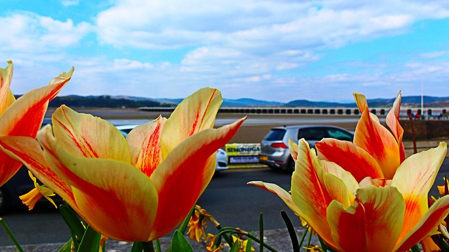 Tulip Bloom with Arnside Viaduct in Distance Photograph by Loretta S