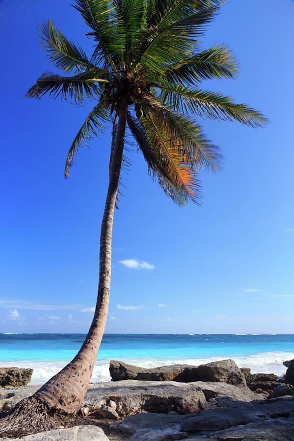 Tulum Mexico Single Tree On Beach Photograph by Maria Swärd