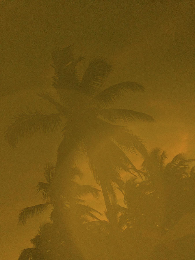 Palms Photograph - Tulum Palm #2, 20 by Chris Hunt Palms Photograph - Tulum Palm #2, 20 by Chris Hunt