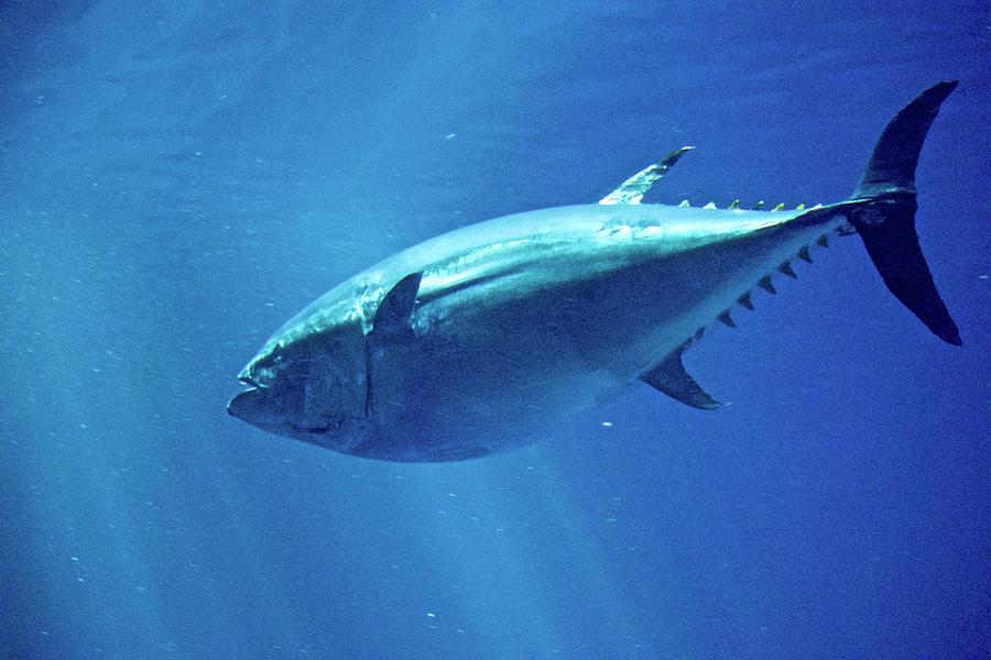 Tuna Fish Photograph by Eric Tressler