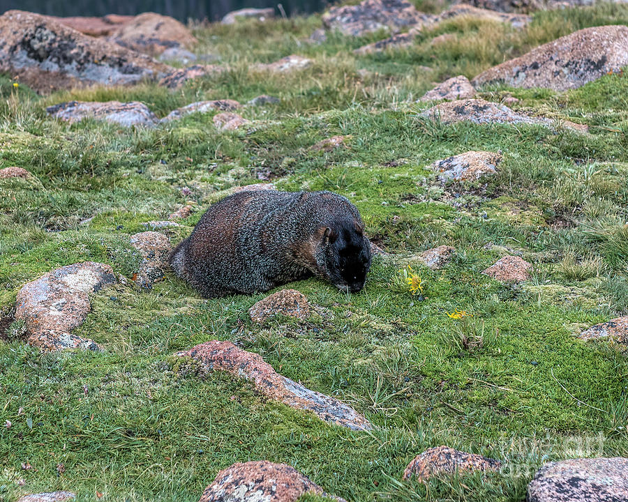 Tundra Rat by Jon Burch Photography Tundra Rat by Jon Burch Photography