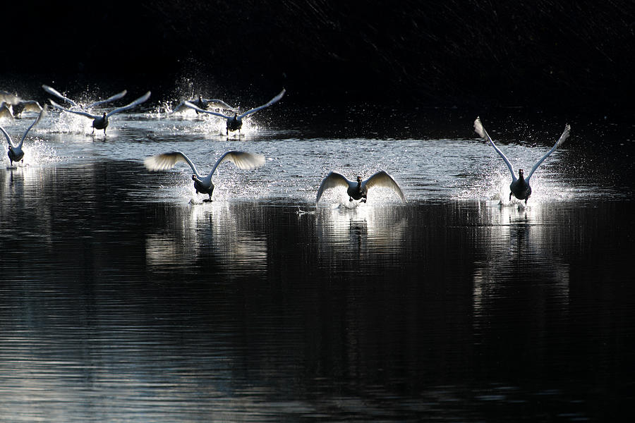 Nature Photograph - Tundra Swan by Hiroshi Nishihara