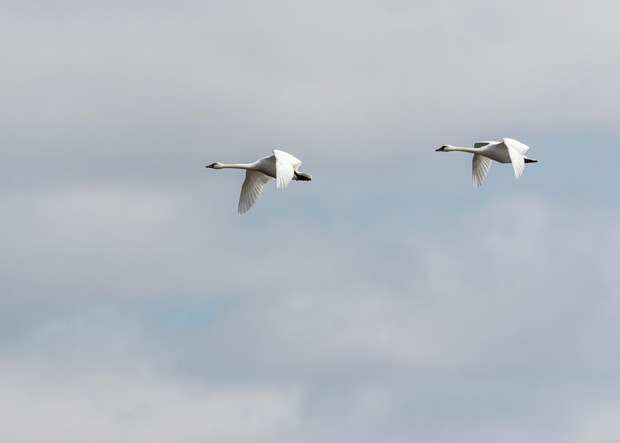 Tundra Swans 2019-2 Photograph by Thomas Young