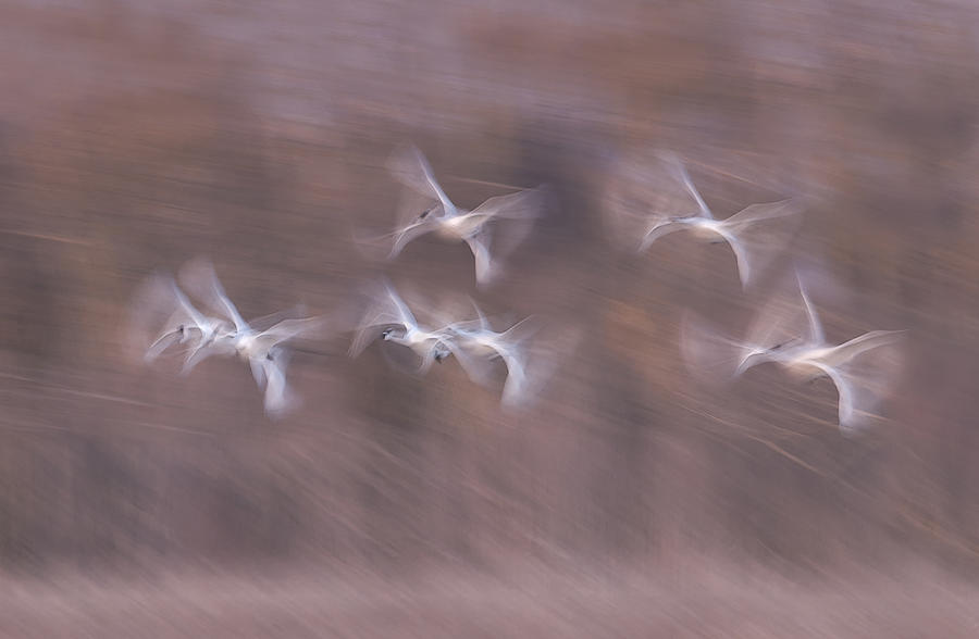 Tundra Swans In Action Photograph by Larry Deng