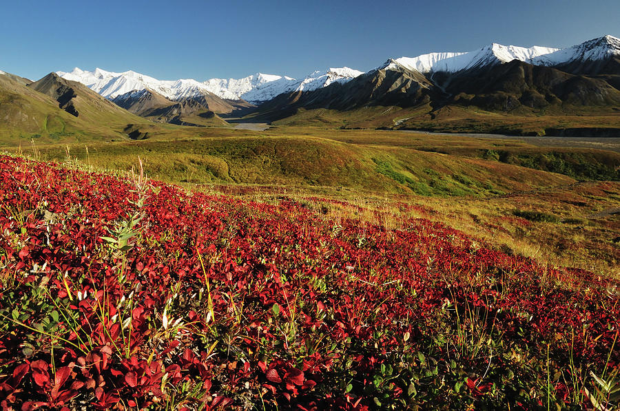 Tundra With Fall Colors And Alaska Range Photograph by Jochen Schlenker