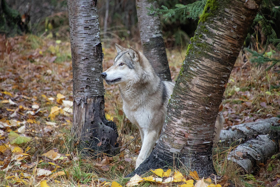 Tundra Wolf in the Birch Trees Photograph by Teresa Wilson