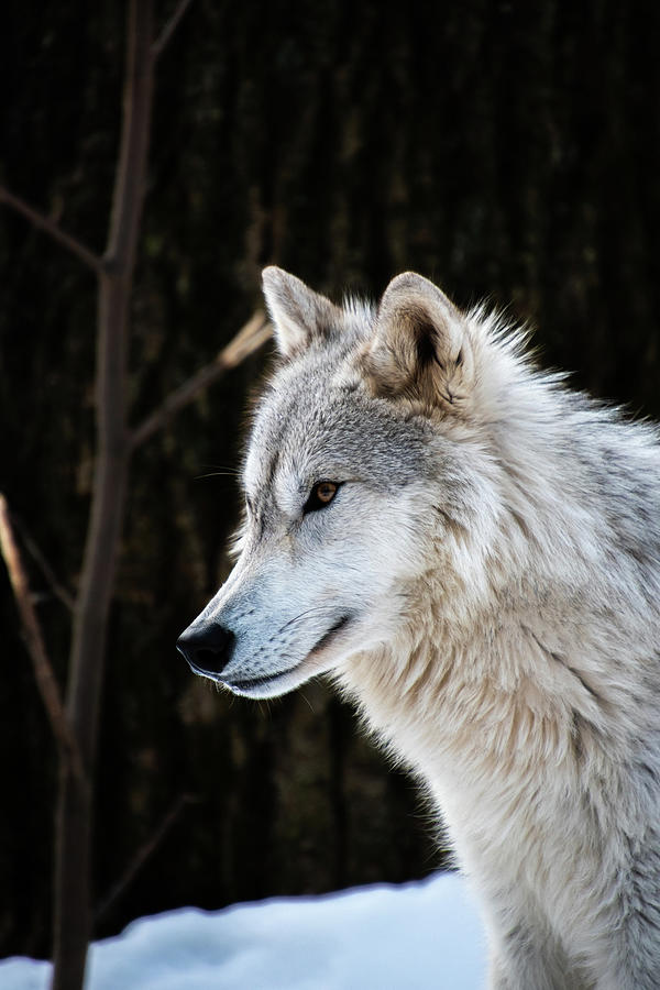 Tundra Wolf Photograph by Rose Guinther