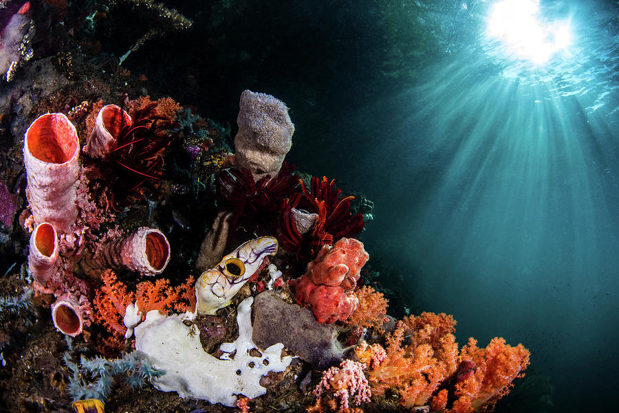 Tunicates, Sponges Crinoids And Soft Photograph by Stocktrek Images