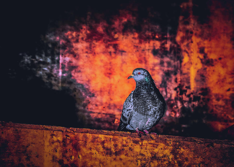 Tunnel Pigeon Photograph by Bob Orsillo