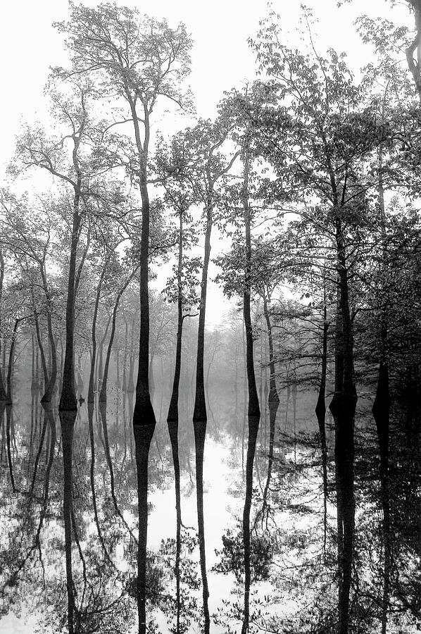 Tupelo Swamp Photograph by James C Richardson