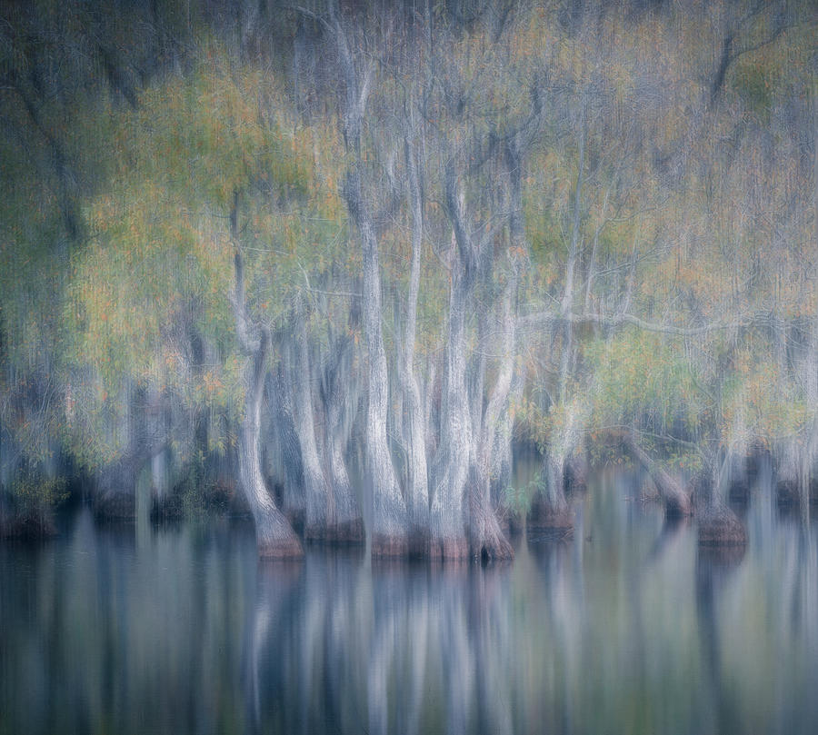Tree Photograph - Tupelo Trees by Willa Wei