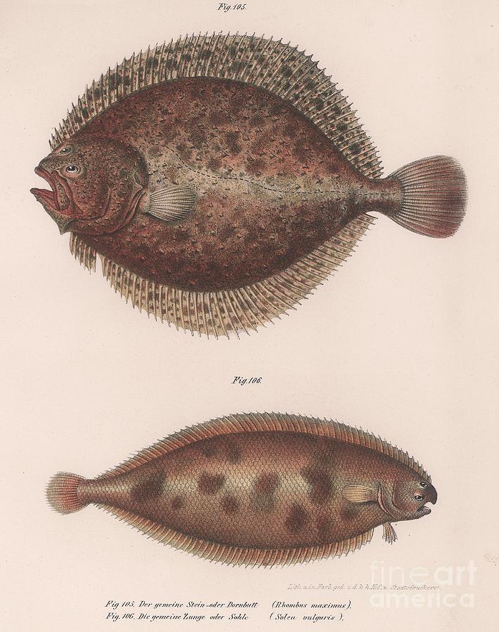 Turbot, Rhombus Maximus, Common Sole Drawing by Print Collector