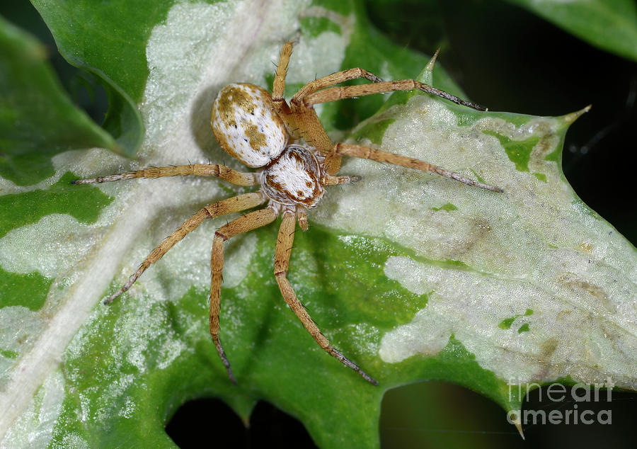 Animal Photograph - Turf Running Spider by Nigel Downer/science Photo Library Animal Photograph - Turf Running Spider by Nigel Downer/science Photo Library