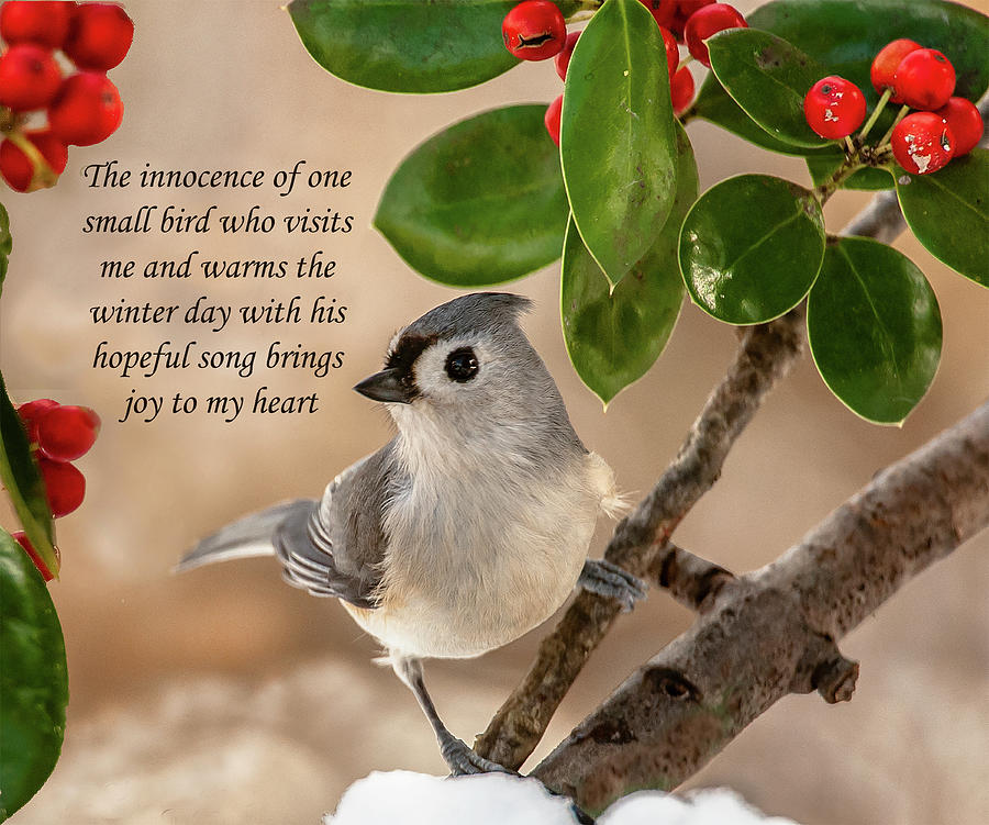 Turfted Titmouse and Message of Hope Photograph by Jim Moore