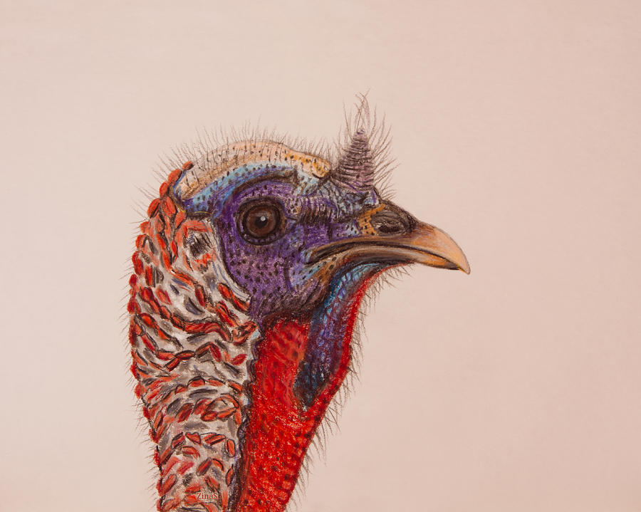 Turkey bird portrait Drawing by Zina Stromberg Pixels