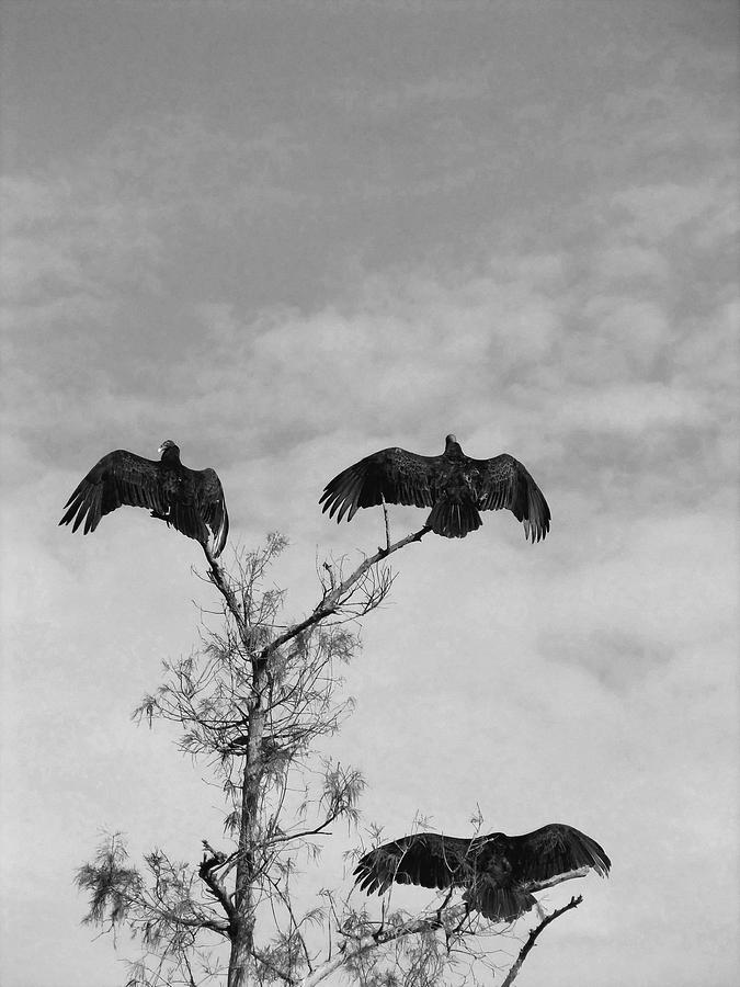 Turkey Buzzards at the Circle B Bar Reserve in Black and White  Photograph by Christopher Mercer