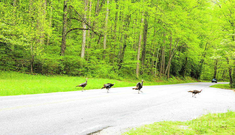 Turkey Crossing, Happy Thanksgiving From The Great Smoky Mountains National Park Photograph by Felix Lai