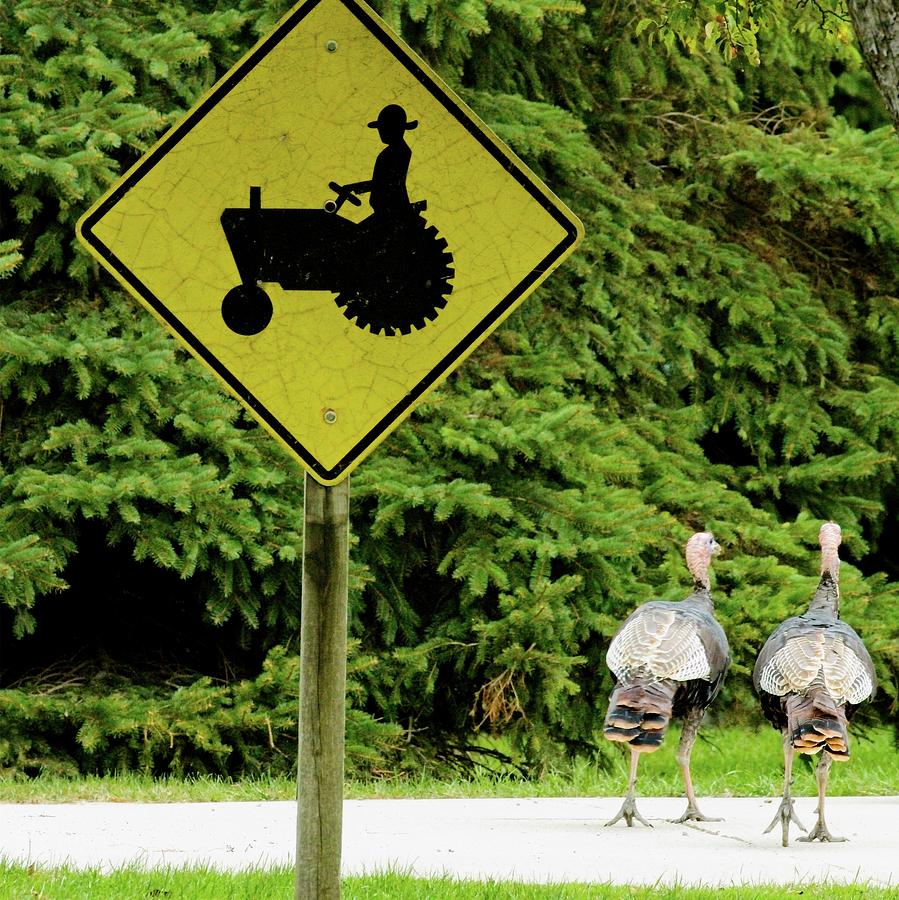 Turkey Crossing by John Bates Turkey Crossing by John Bates