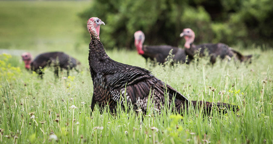 Turkey Flock Photograph by Patti Deters