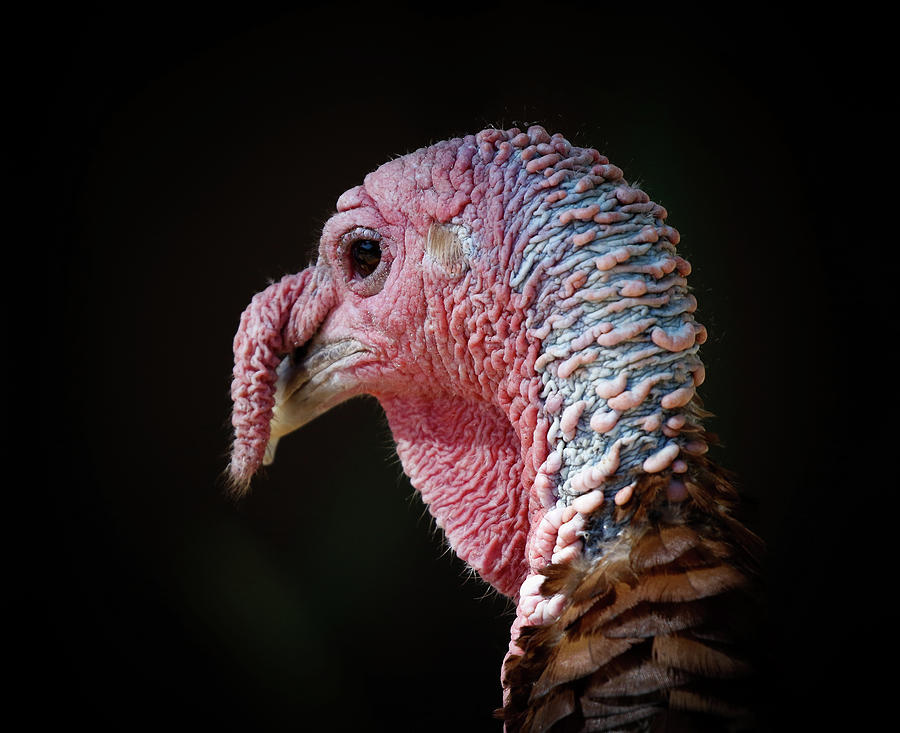 Turkey Gobbler Photograph