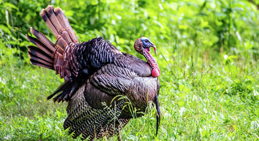 Turkey Gobbler Photograph by Marcy Wielfaert