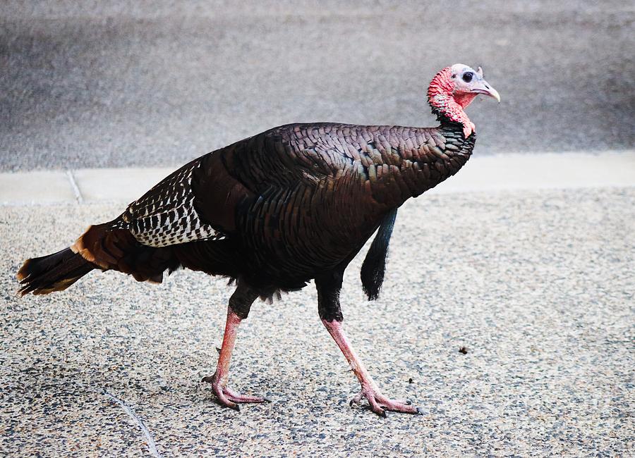 Turkey in Atlanta Photograph by Mesa Teresita