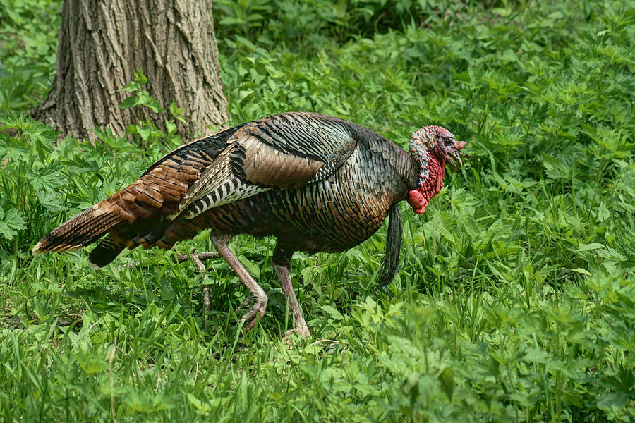 Turkey in the Woods No 2 Photograph by Nikolyn McDonald