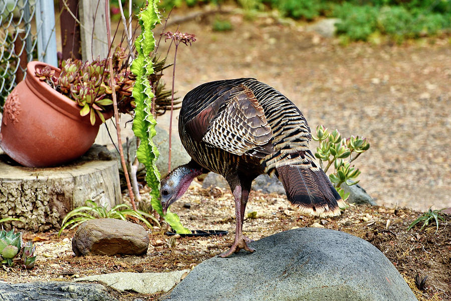 Turkey Pecking 1  Photograph by Linda Brody