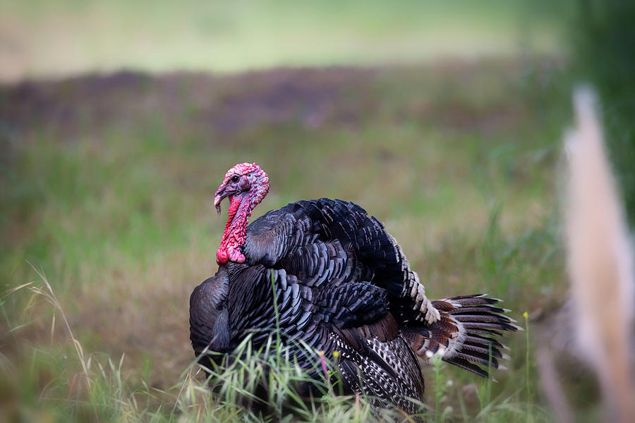 Bird Photograph - Turkey Portrait Hank by Marnie Patchett