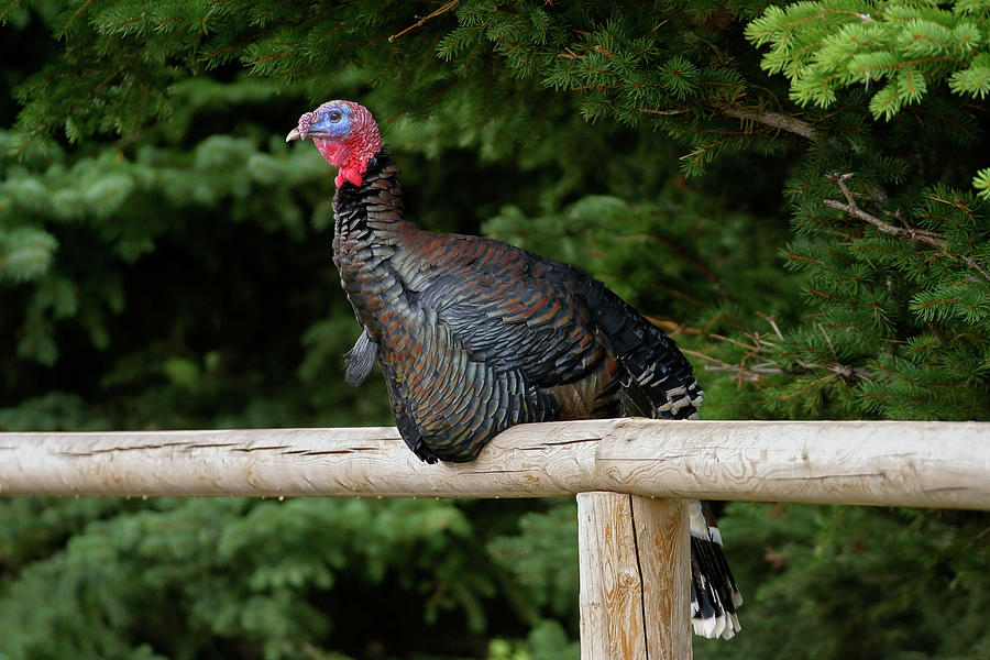 Turkey Photograph by Ronnie And Frances Howard