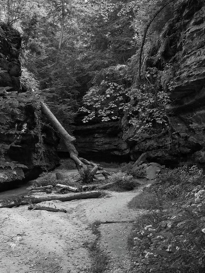 Turkey Run Hollow In Black And White Photograph