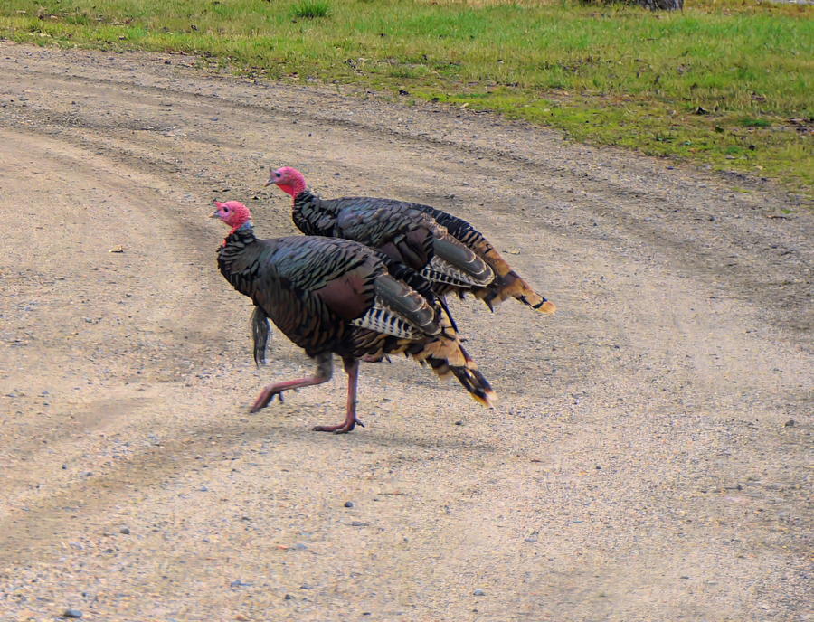 Turkey Trot Photograph by Cathy Anderson