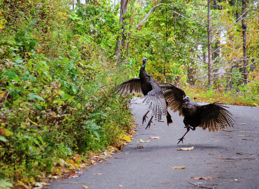 Turkey Trot Photograph by Jim Cook