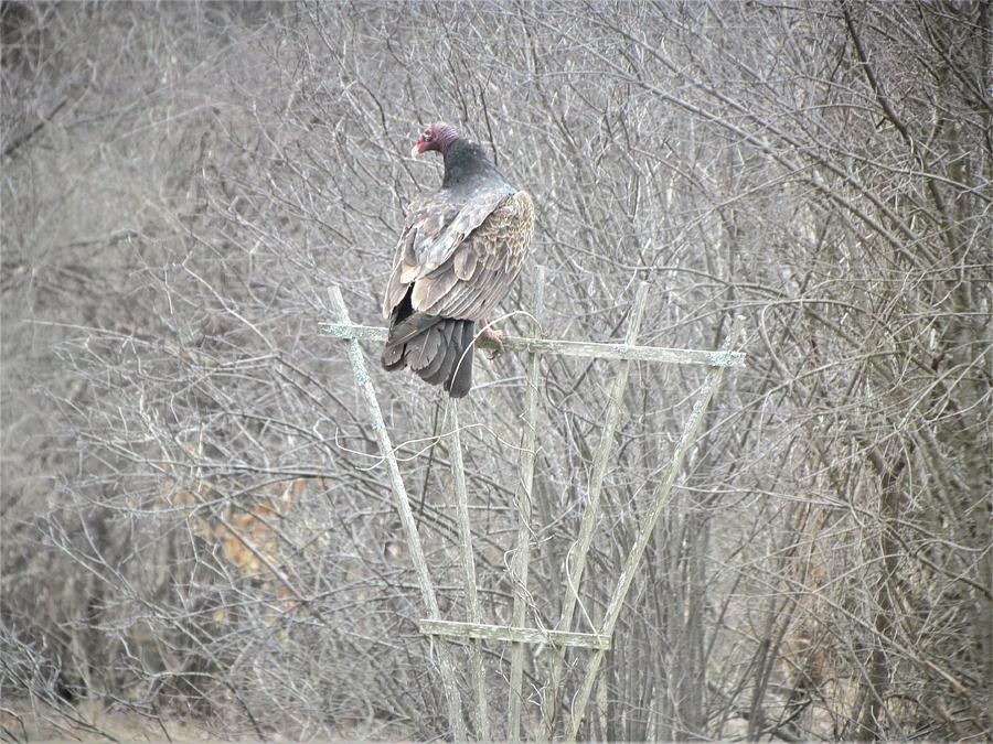 Turkey Vulture at Rest Photograph by Betty Pieper