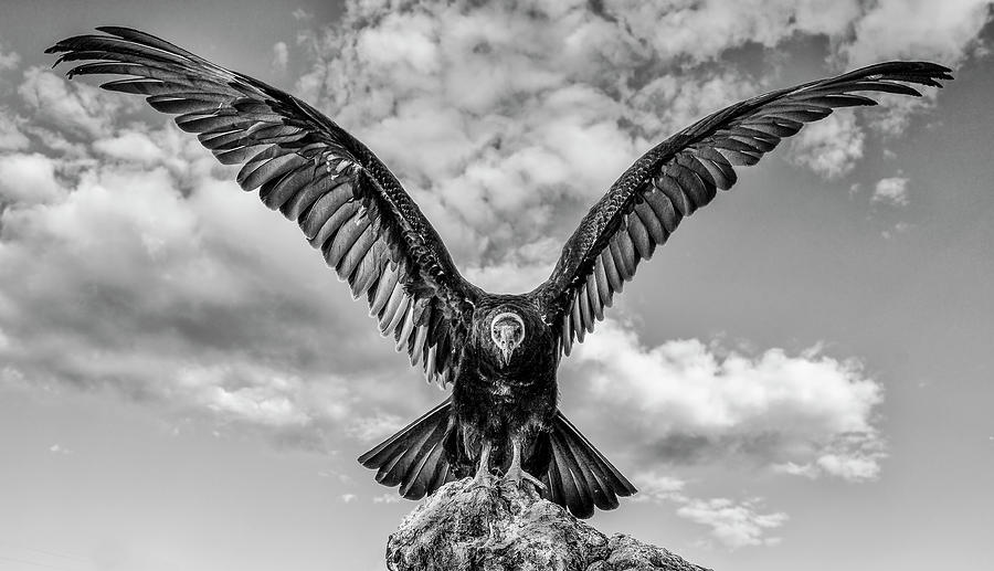 Turkey Vulture BW Photograph by Rick Mosher