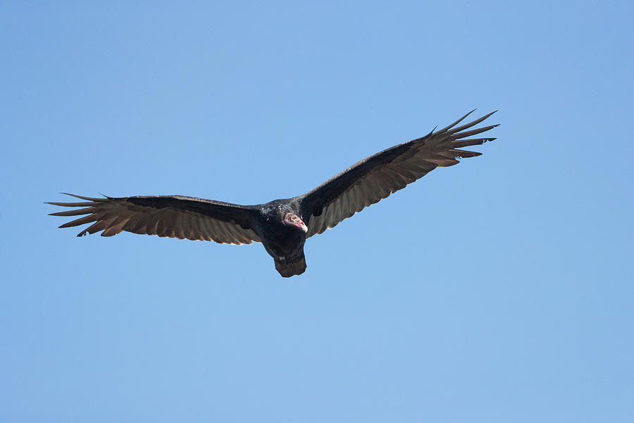 Buzzard Photograph - Turkey Vulture, Cathartes Aura by James Zipp