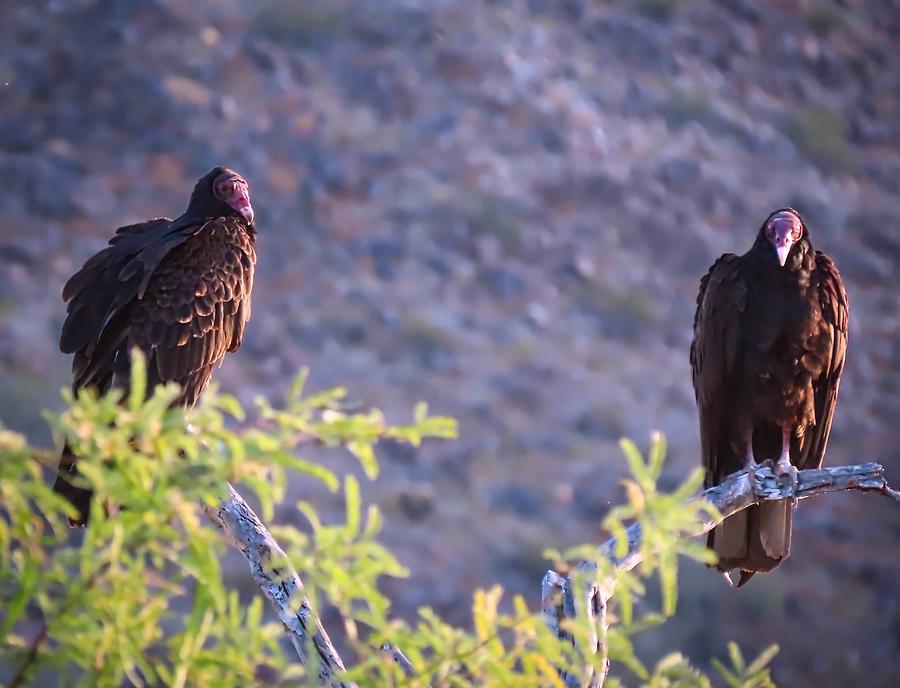 Turkey Vulture Couple Photograph by Judy Kennedy