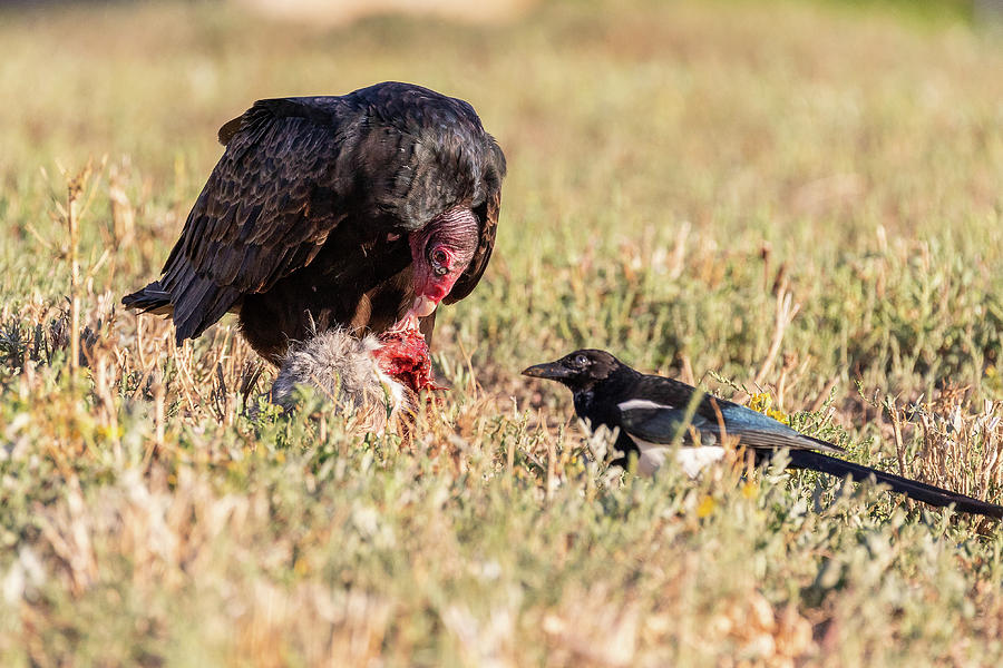 Turkey Vulture Eats While a Magpie Waits Photograph by Tony Hake
